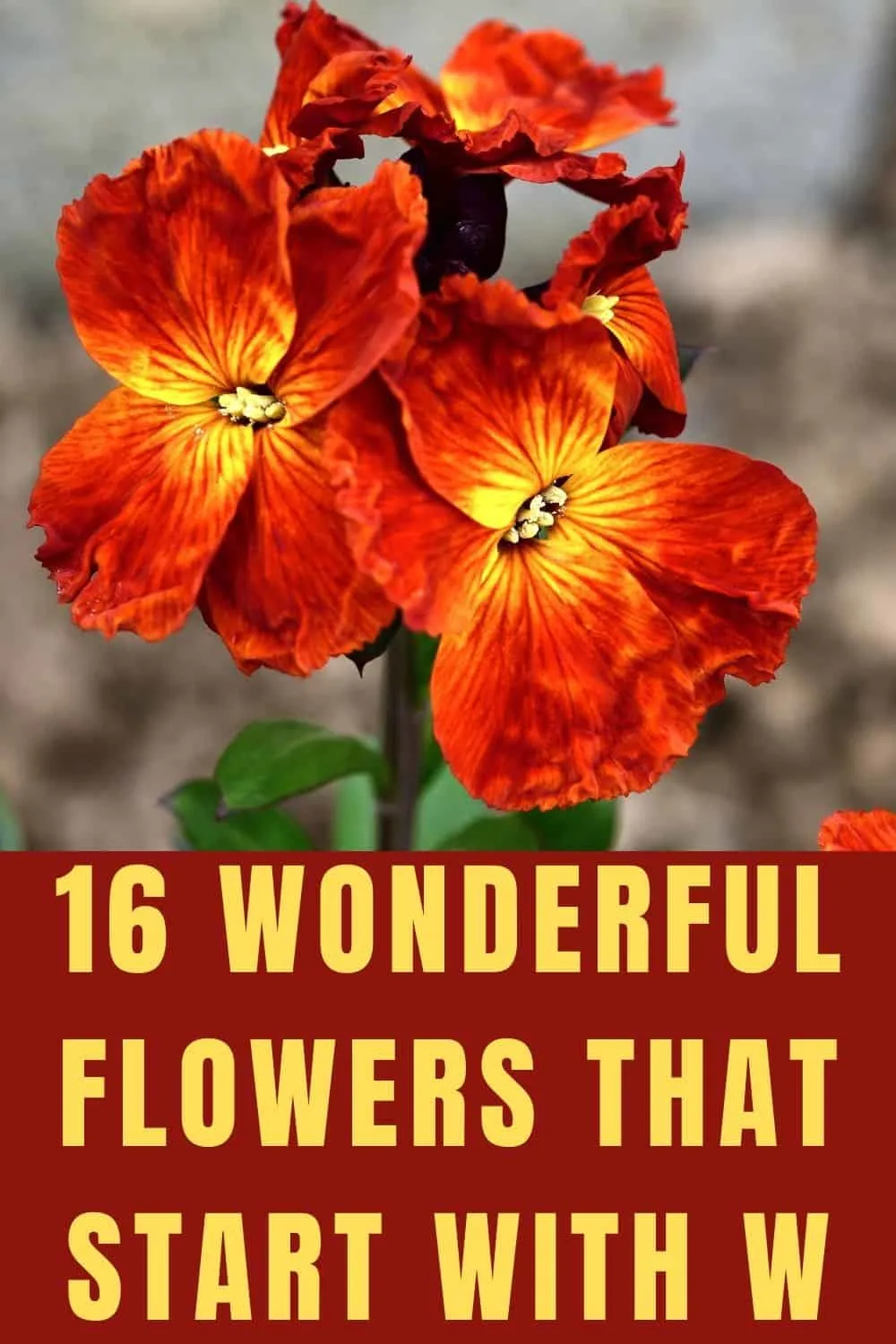 16 wonderful flowers that start with w