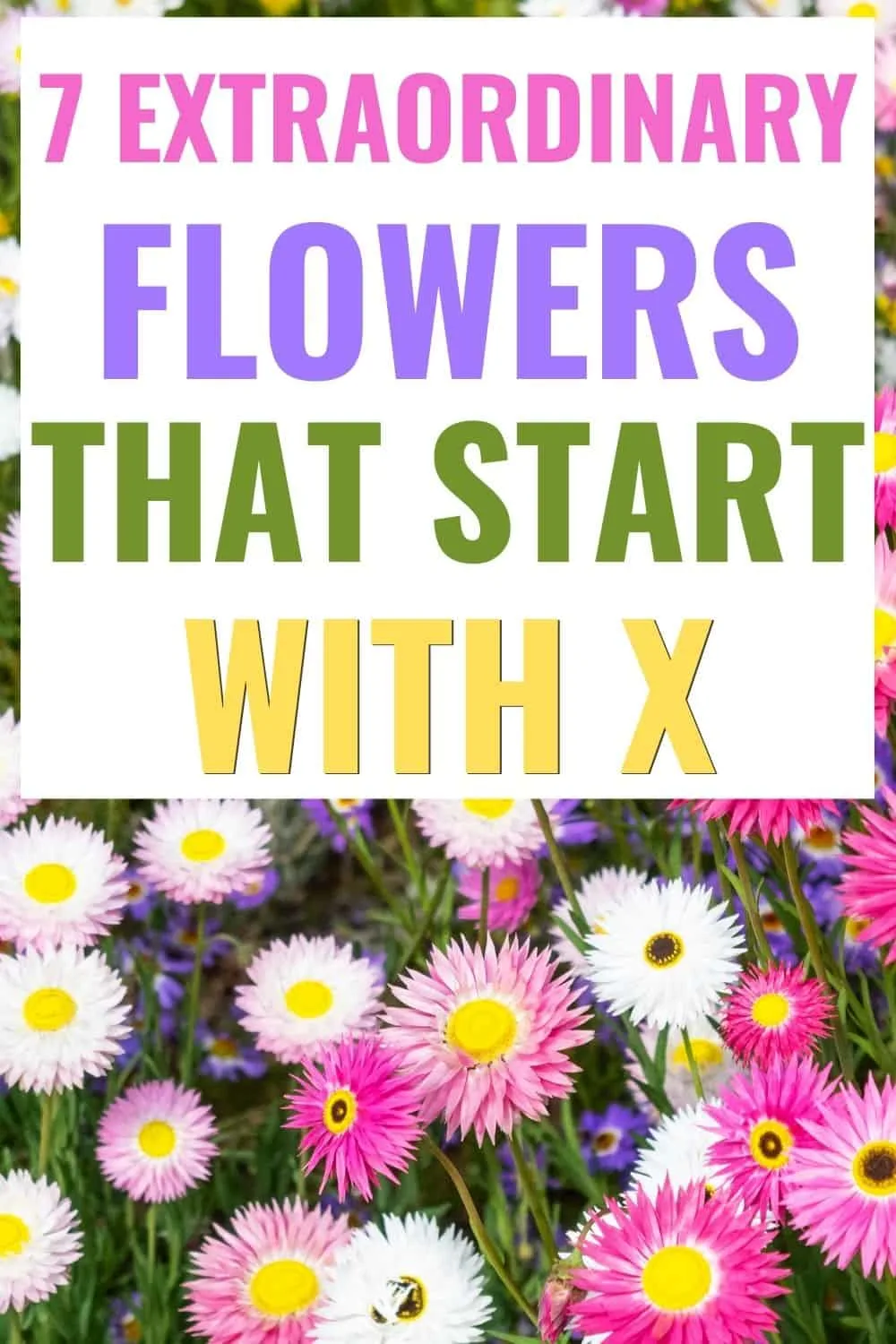 7 extraordinary flowers that start with x