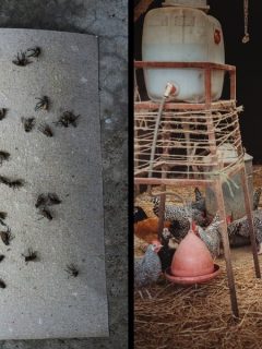 fly trap and chicken coop