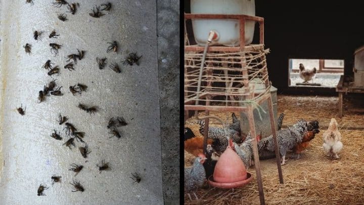 How To Get Rid Of Flies In The Chicken Coop