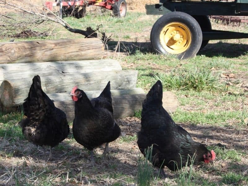 3 black australorps free ranging on the homestead