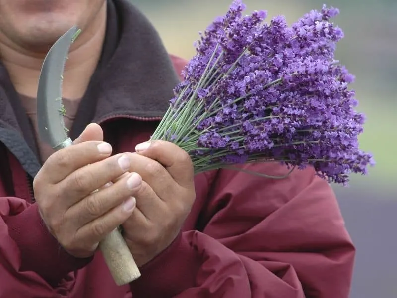 a bundle of freshly cut lavender