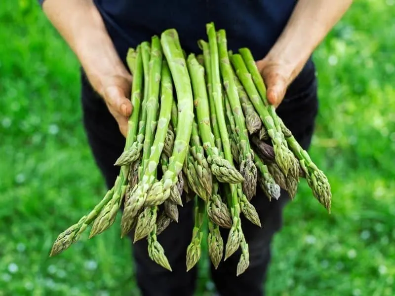 freshly picked asparagus