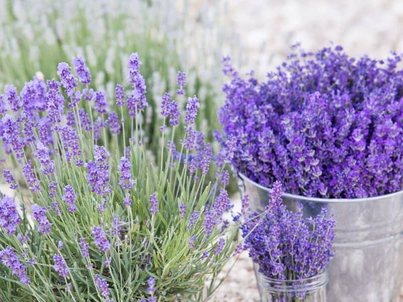 lavender that bloomed all the way