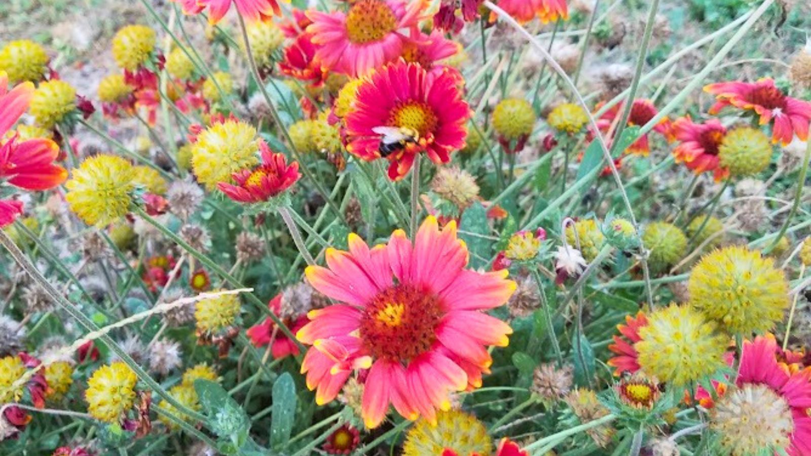 blanket flowers.