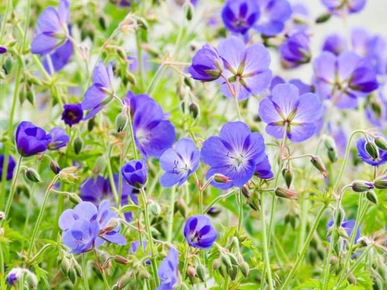 20 Sun Loving Perennials That Bloom All Summer