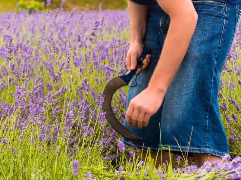 harvesting lavender