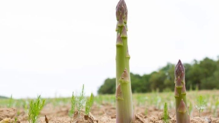 Tips for Celebrating National Asparagus Month this May