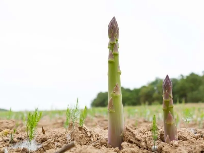 thick asparagus growing in the garden