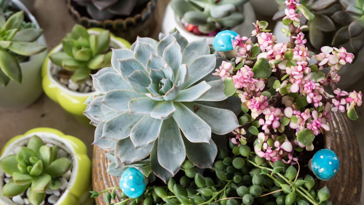 Hens and chicks succulents.