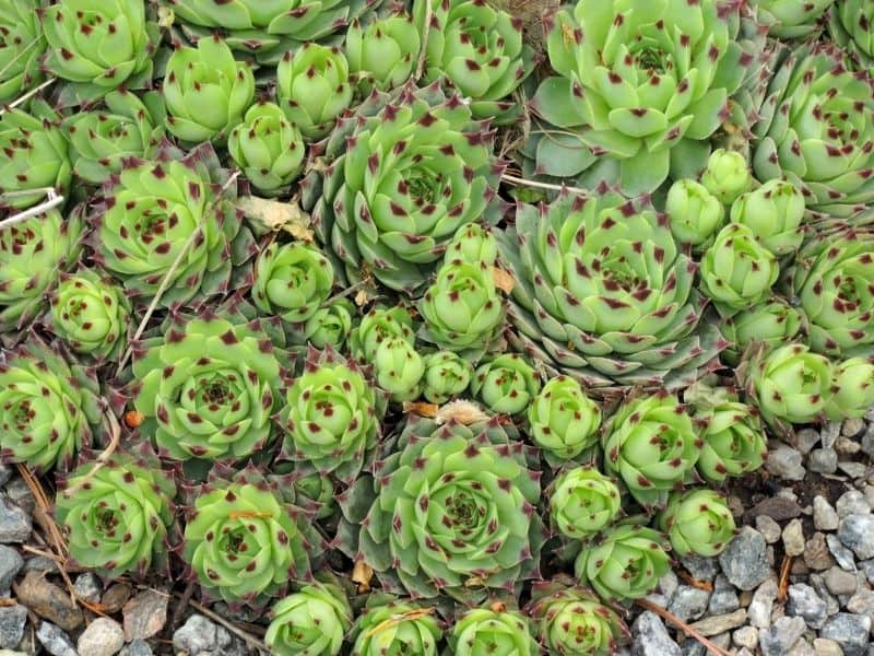 hens and chicks succulents