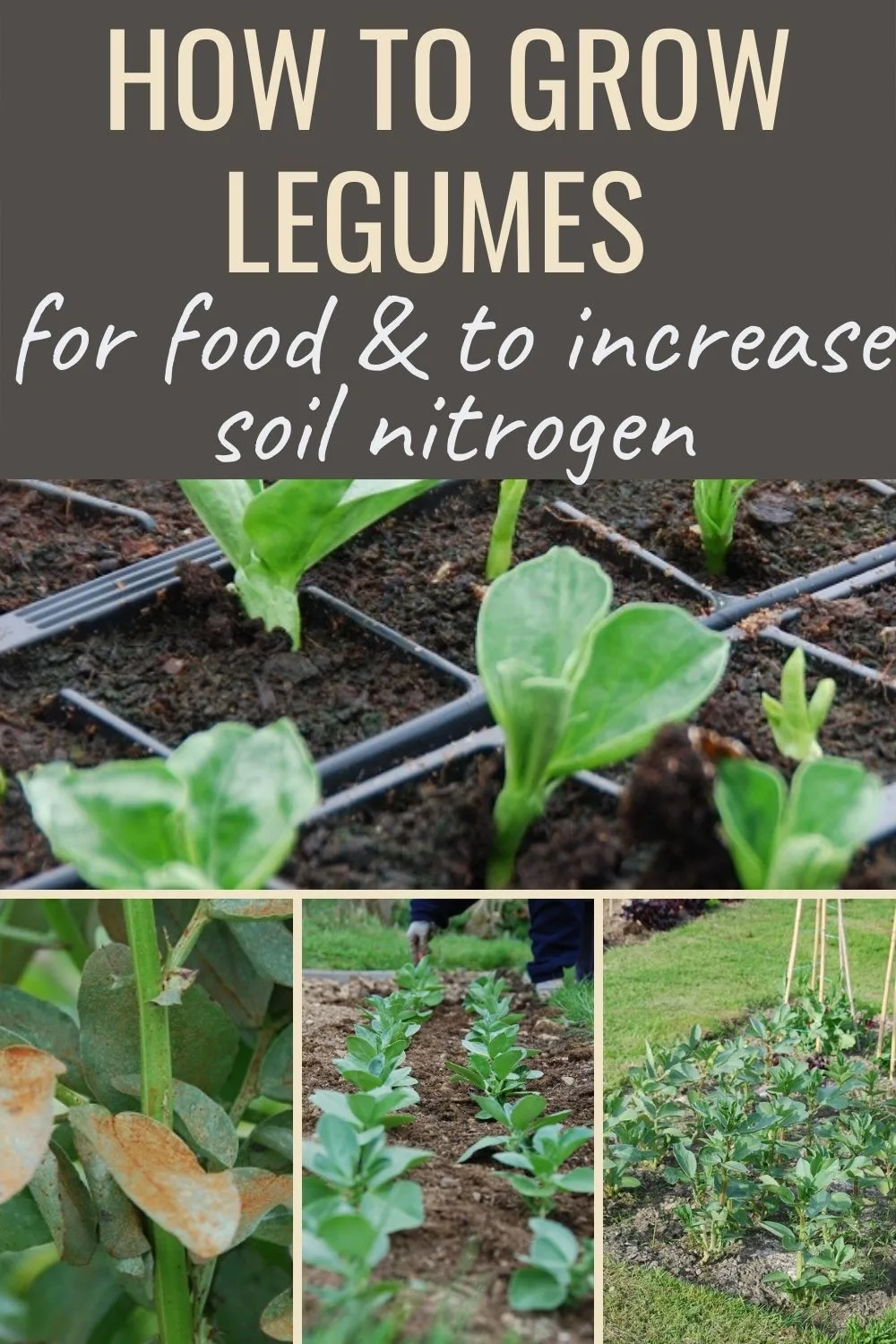 How to grow legumes for food and to increse soil nitrogen