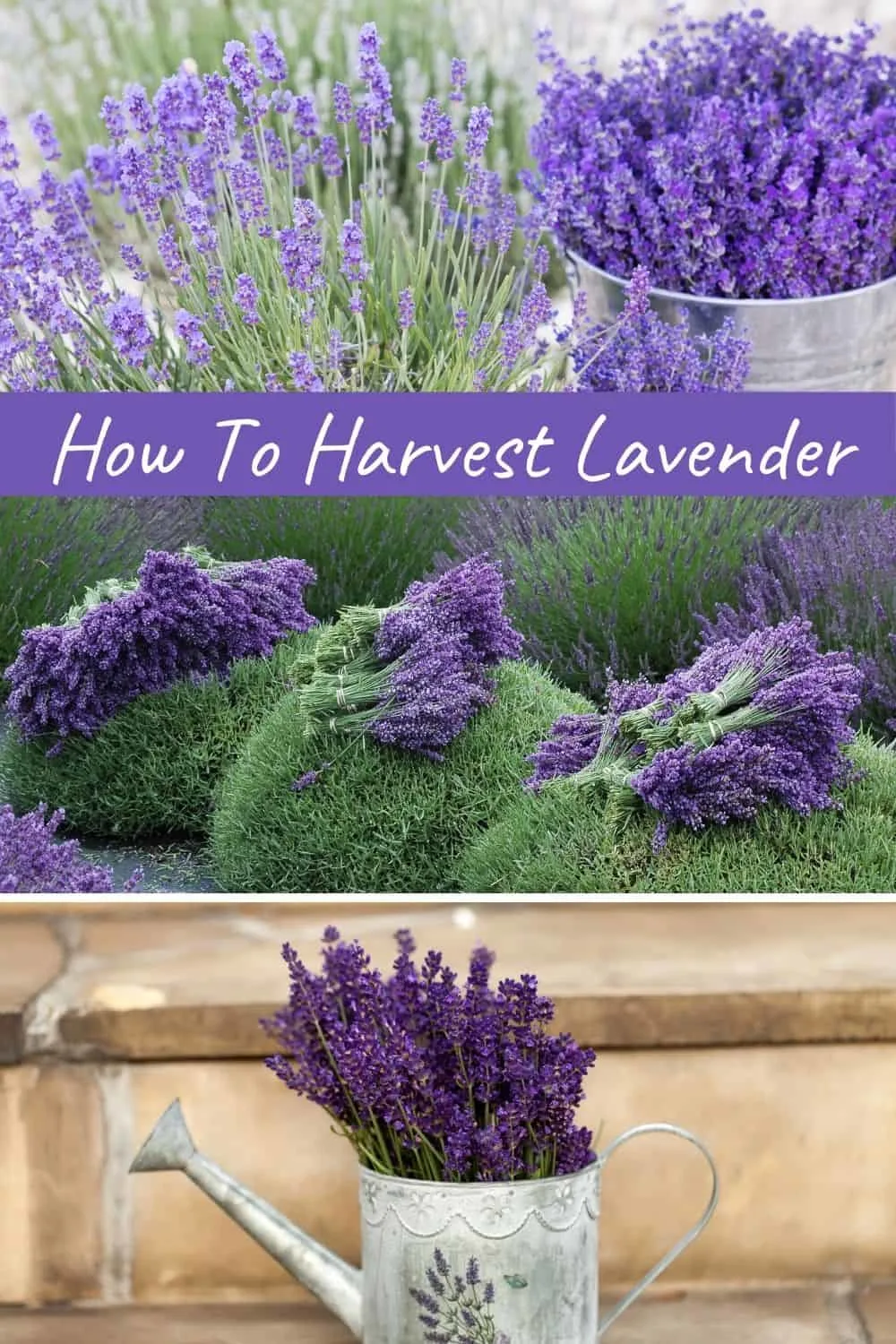 how to harvest lavender