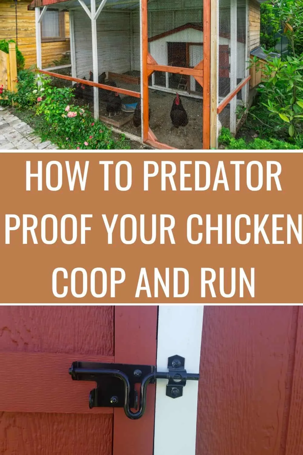 How to predator proof the chicken coop and run