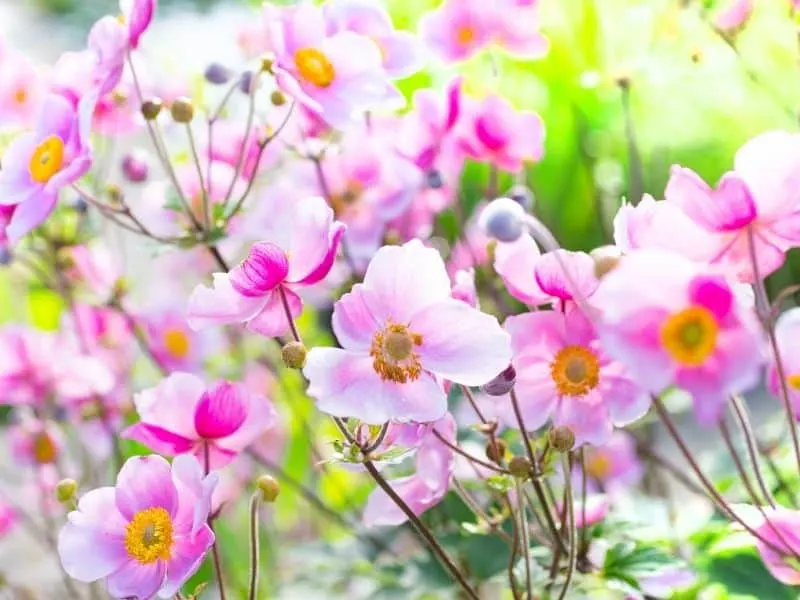 Japanese anemone flowers