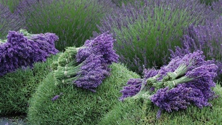 How To Harvest Lavender And 5 Ways To Use It