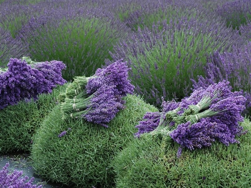 lavender harvest