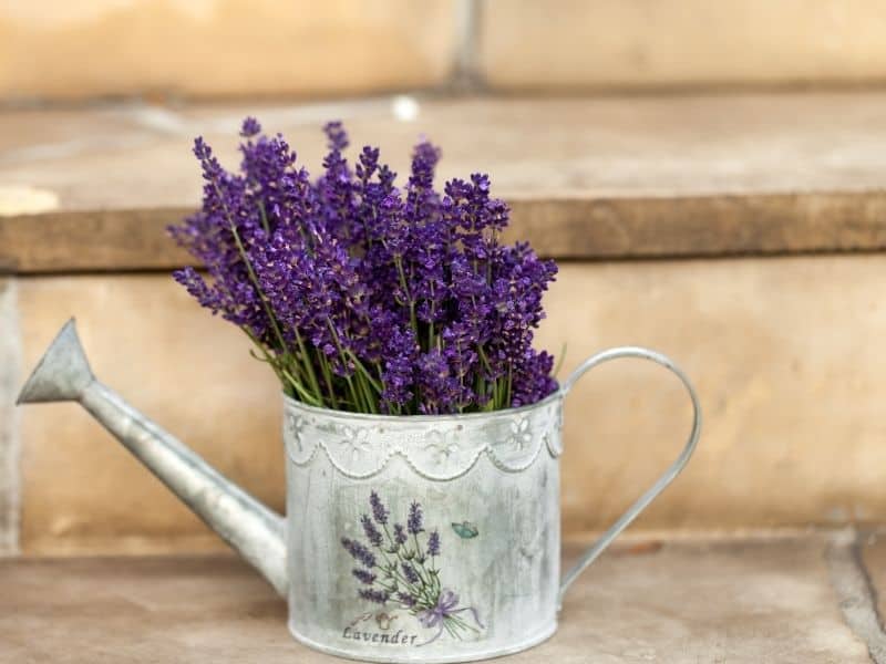 lavender in water canister