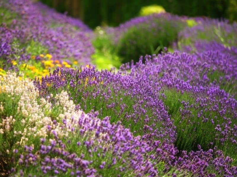 lavender patch