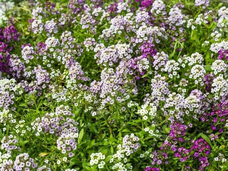 sweet alyssum in shades of lavender and purple
