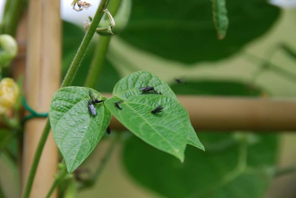 black flies on bean leaves