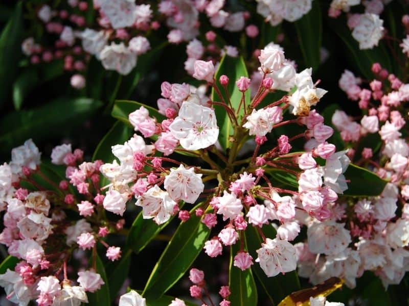 mountain laurel