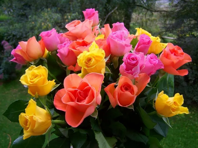 warm colored roses