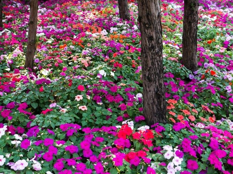  a carpet of impatients in multiple colors