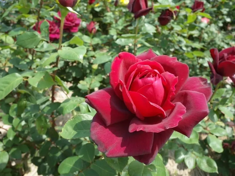 Oklahome rose