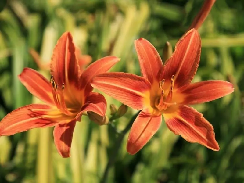 blooming orange daylilies