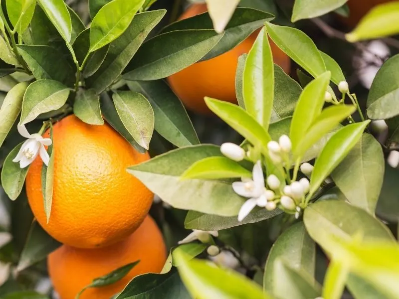 orange fruits and flowers on the tree