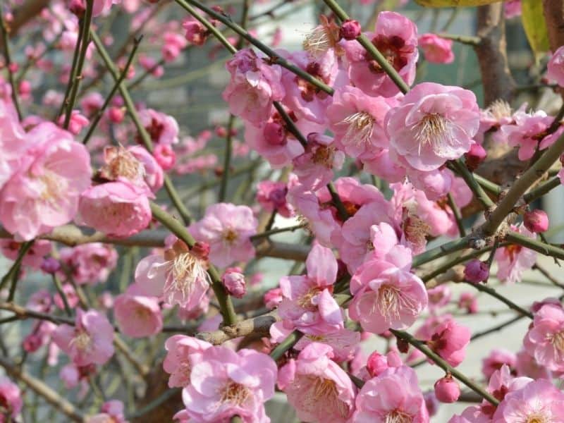 peach blossom