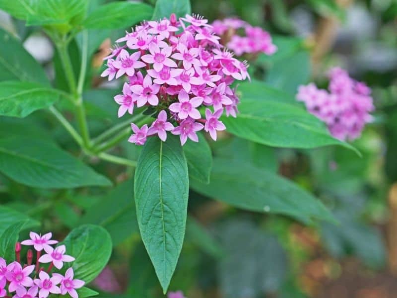 pink pentas