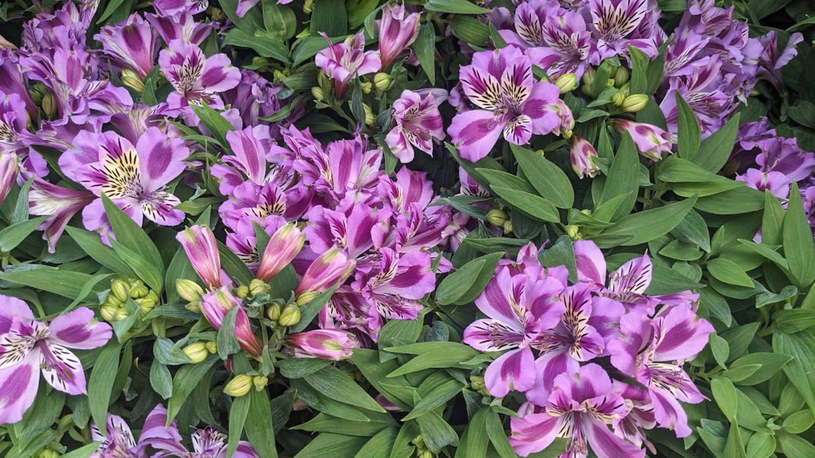 purple Peruvian lilies.