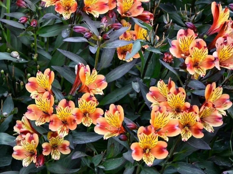 peruvian lilies