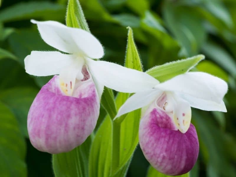 pink and white lady's slipper