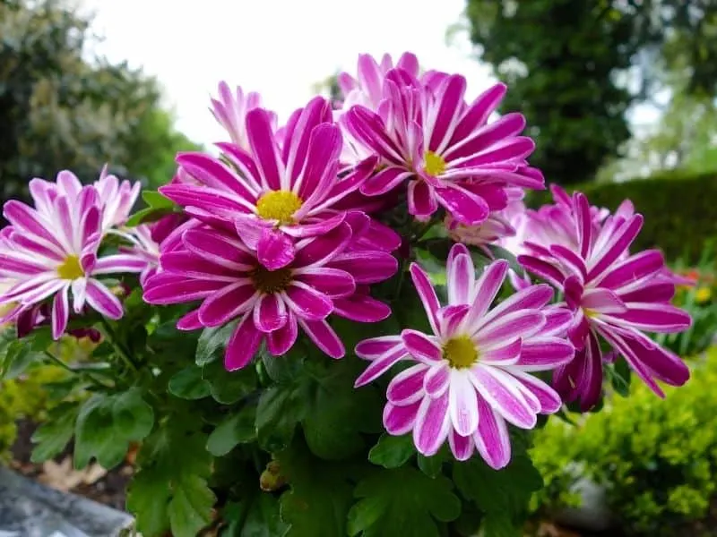 pink variegated chrysanthemum