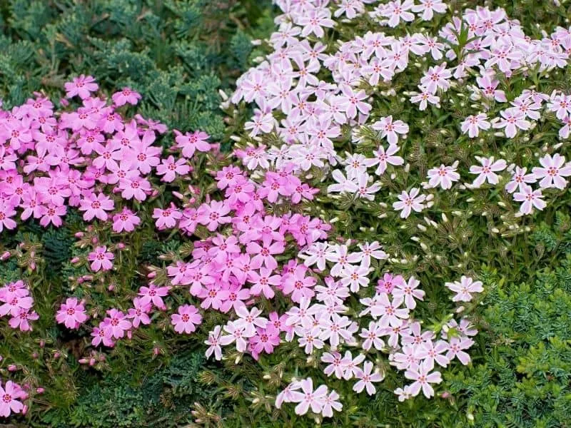 pink creeping phlox