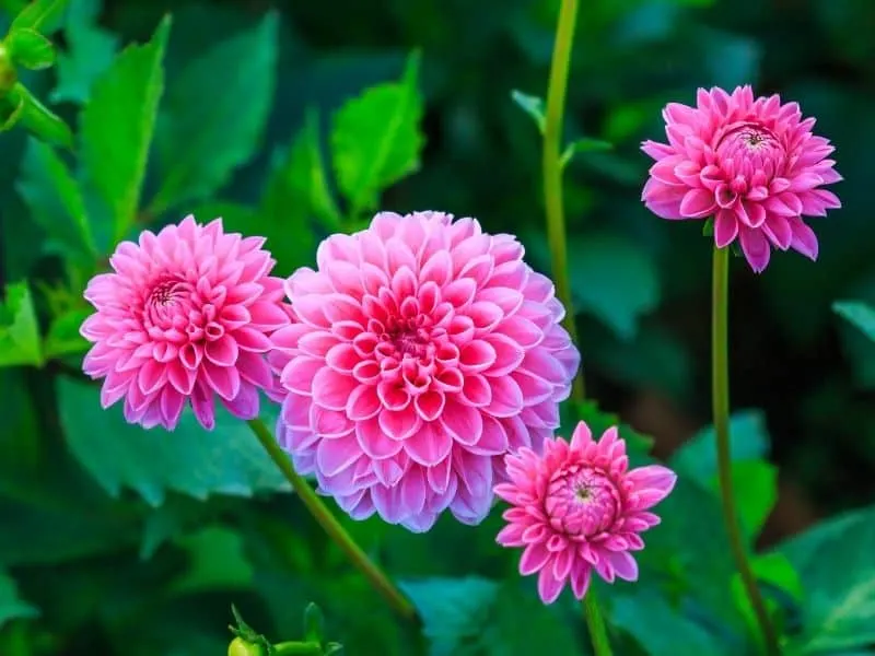 pink dahlia flowers