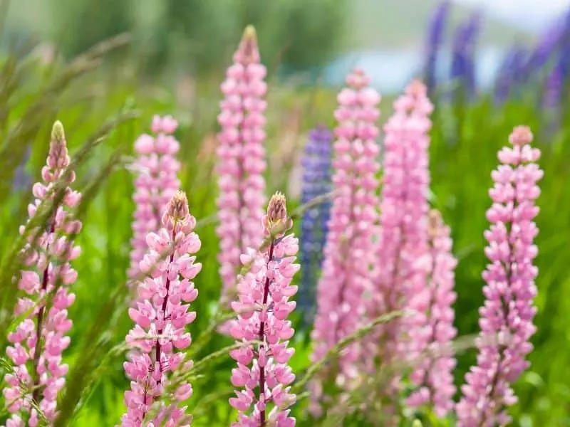 pink lupine
