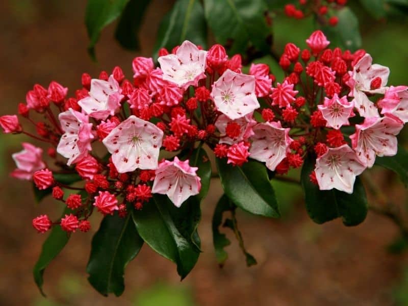 pink mountain laurel