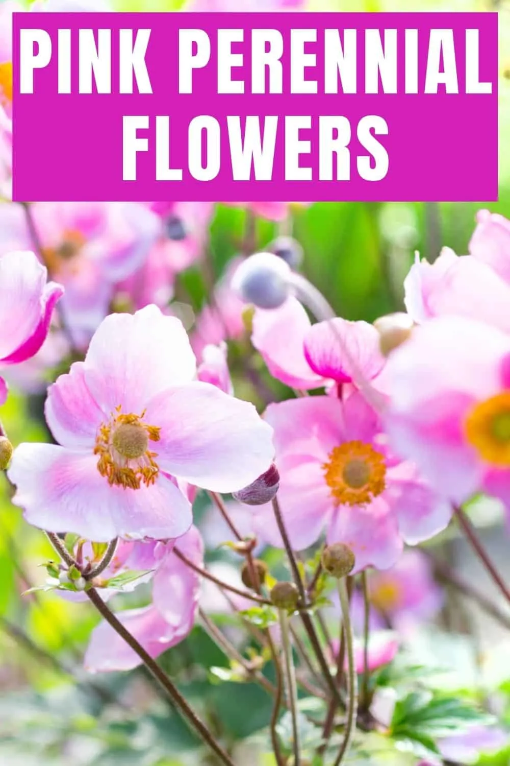 Pink perennial flowers