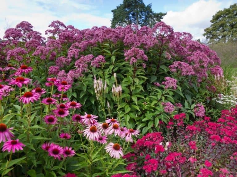 25 Delightful Pink Perennial Flowers For Your Garden