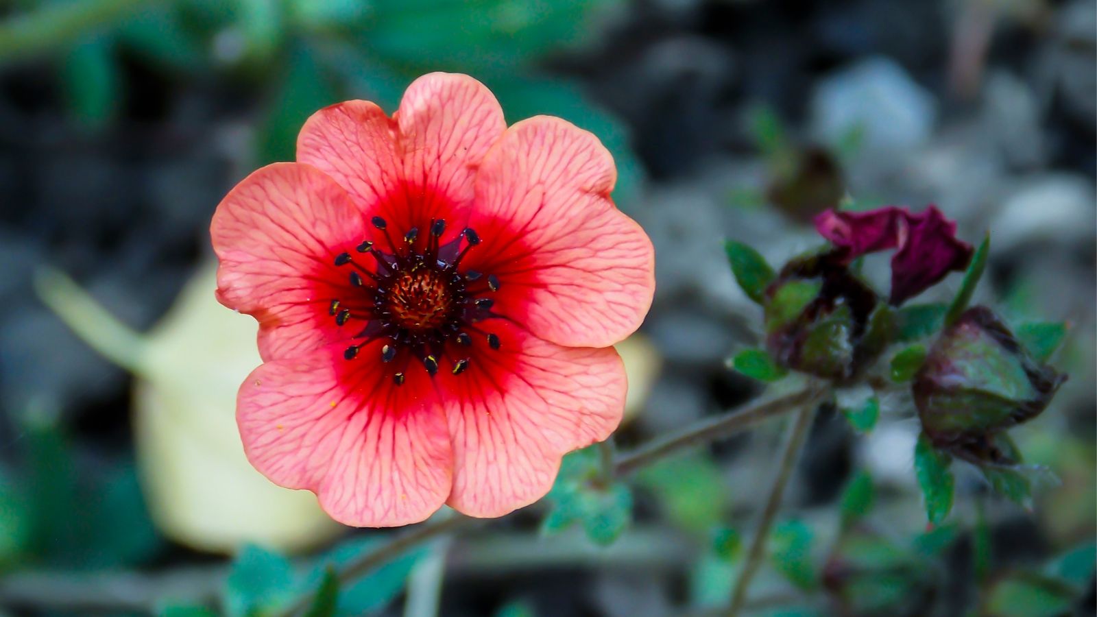 pink potentilla flower.