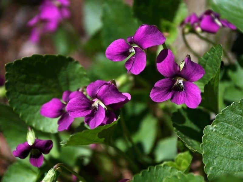 pink wood violet