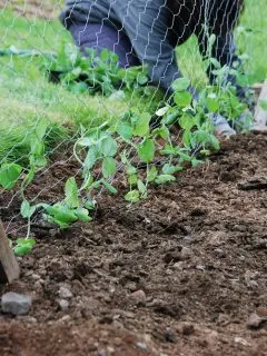 planting snow peas