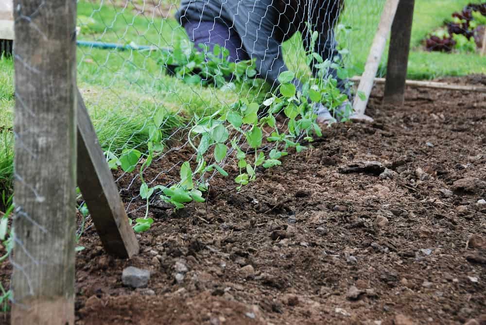 planting snow peas