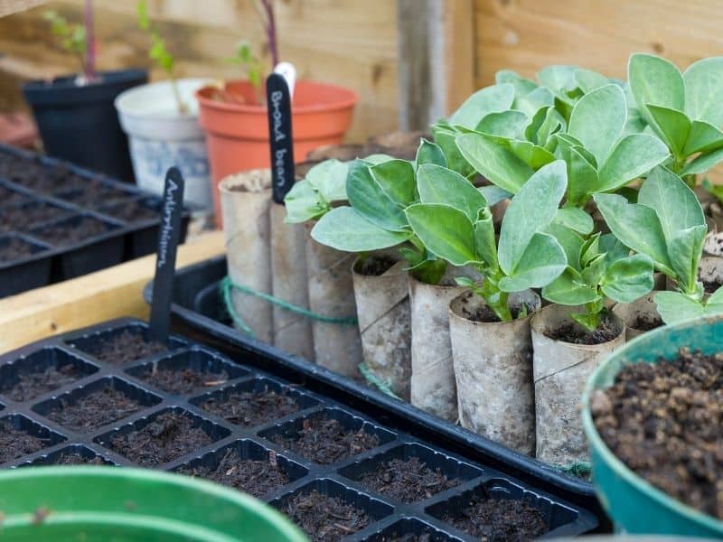 plants sitting in the cold frame