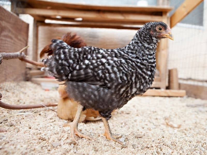 Plymouth Rock bantam