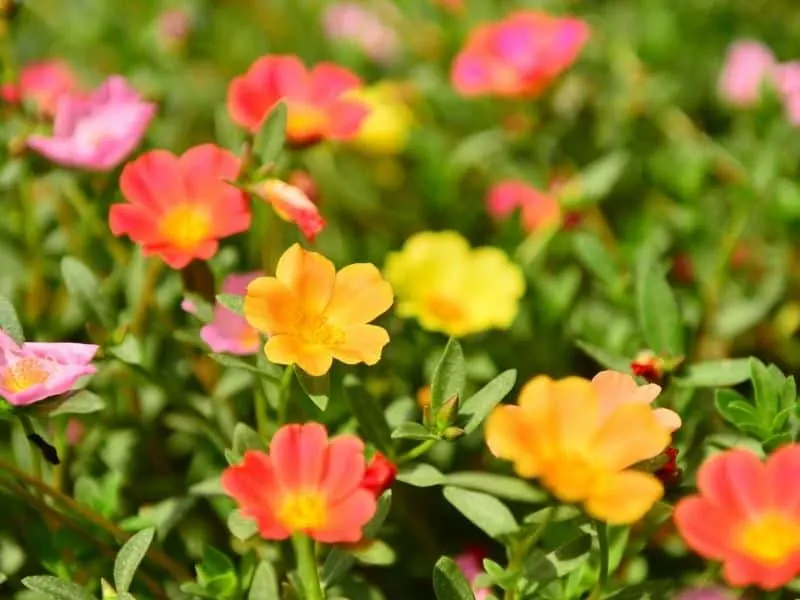 portulaca flowers in warm colors of yellow, orange, and red